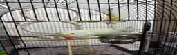 Ringnecks birds for sale: Indian Ringneck for sale in Bolton - Advert 4