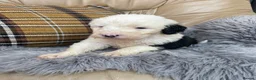 Old English Sheepdog dogs for sale: Old English sheep dog puppies  - Advert 6