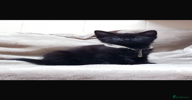 Mixed Breed cats - Advert 16