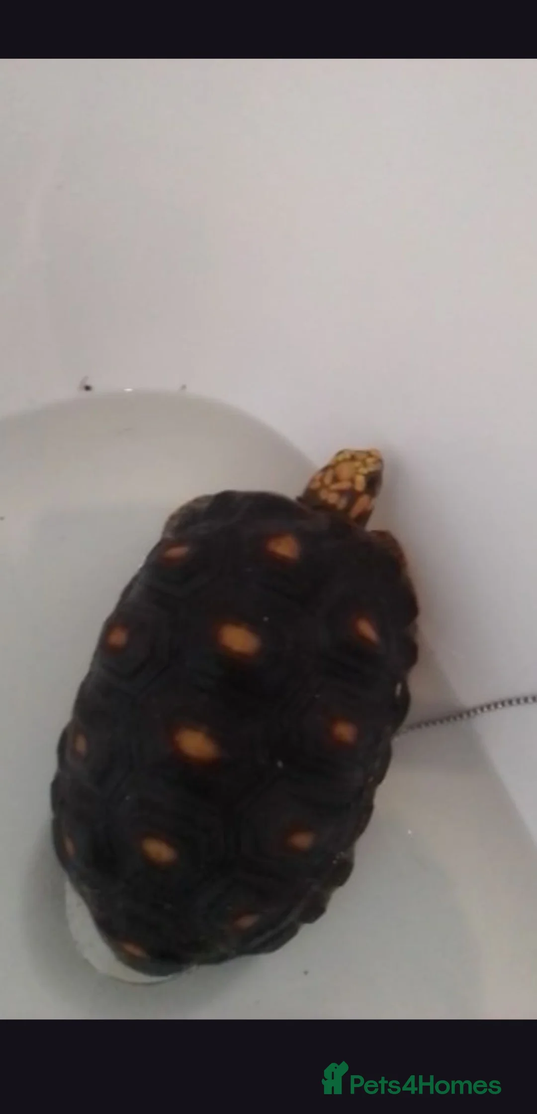 Tortoise reptiles for sale: Red footed tortoise in Leeds - Advert 1