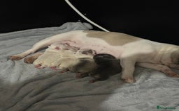 French Bulldog dogs for sale: French bulldog puppies  - Image 2