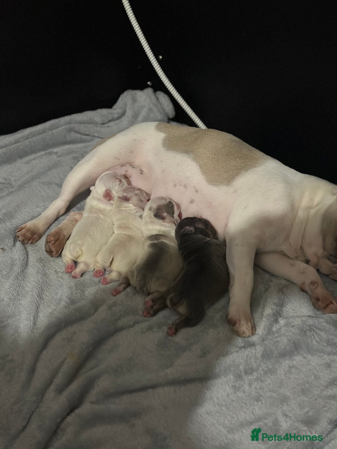 French Bulldog dogs for sale: French bulldog puppies  - Image 2