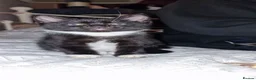 Mixed Breed cats for sale: Kittens - Advert 4