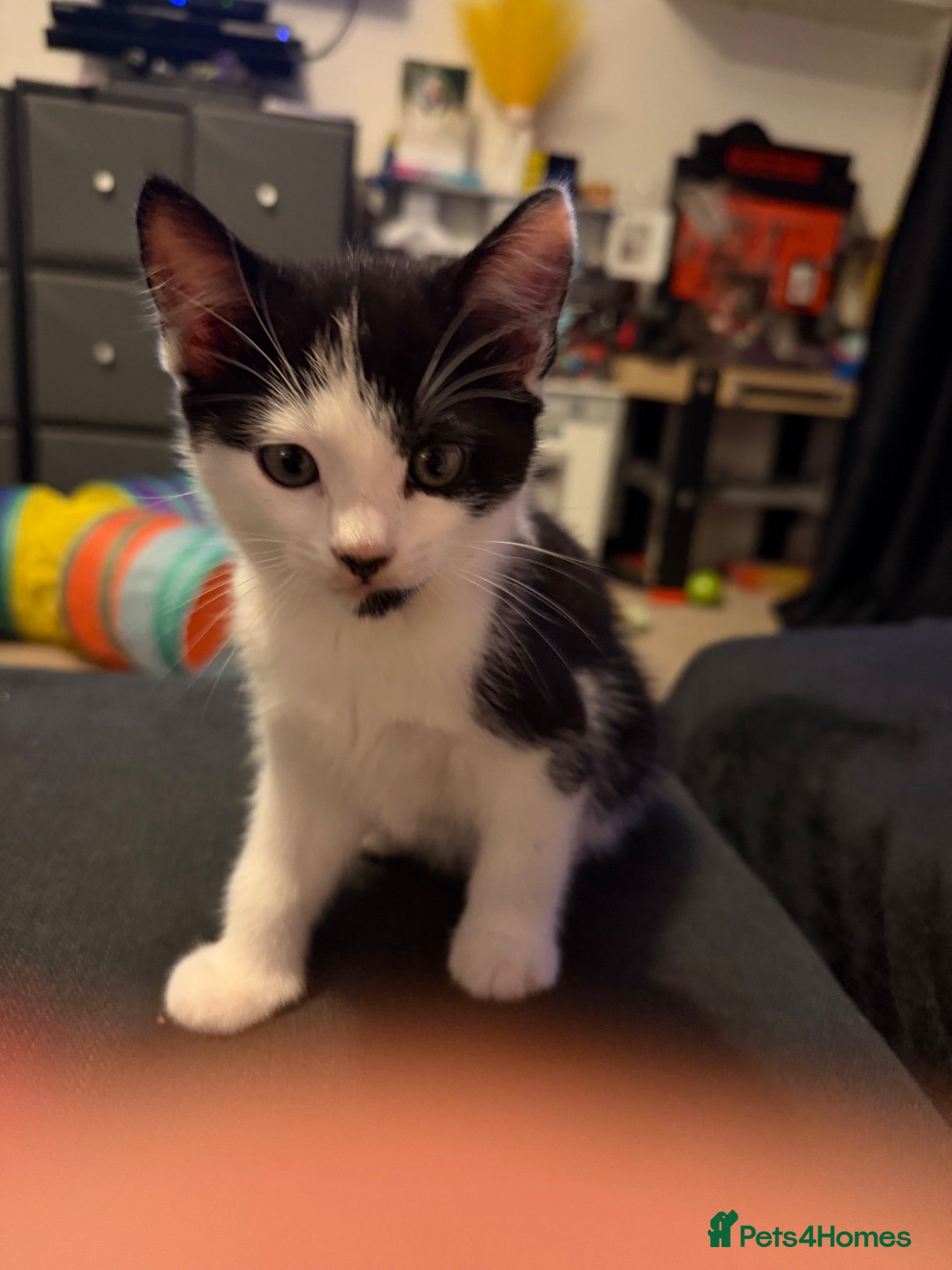Mixed Breed cats Beautiful male kitten  - Advert 9