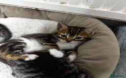 Bengal cats for sale: Half bengal kittens - Image 4