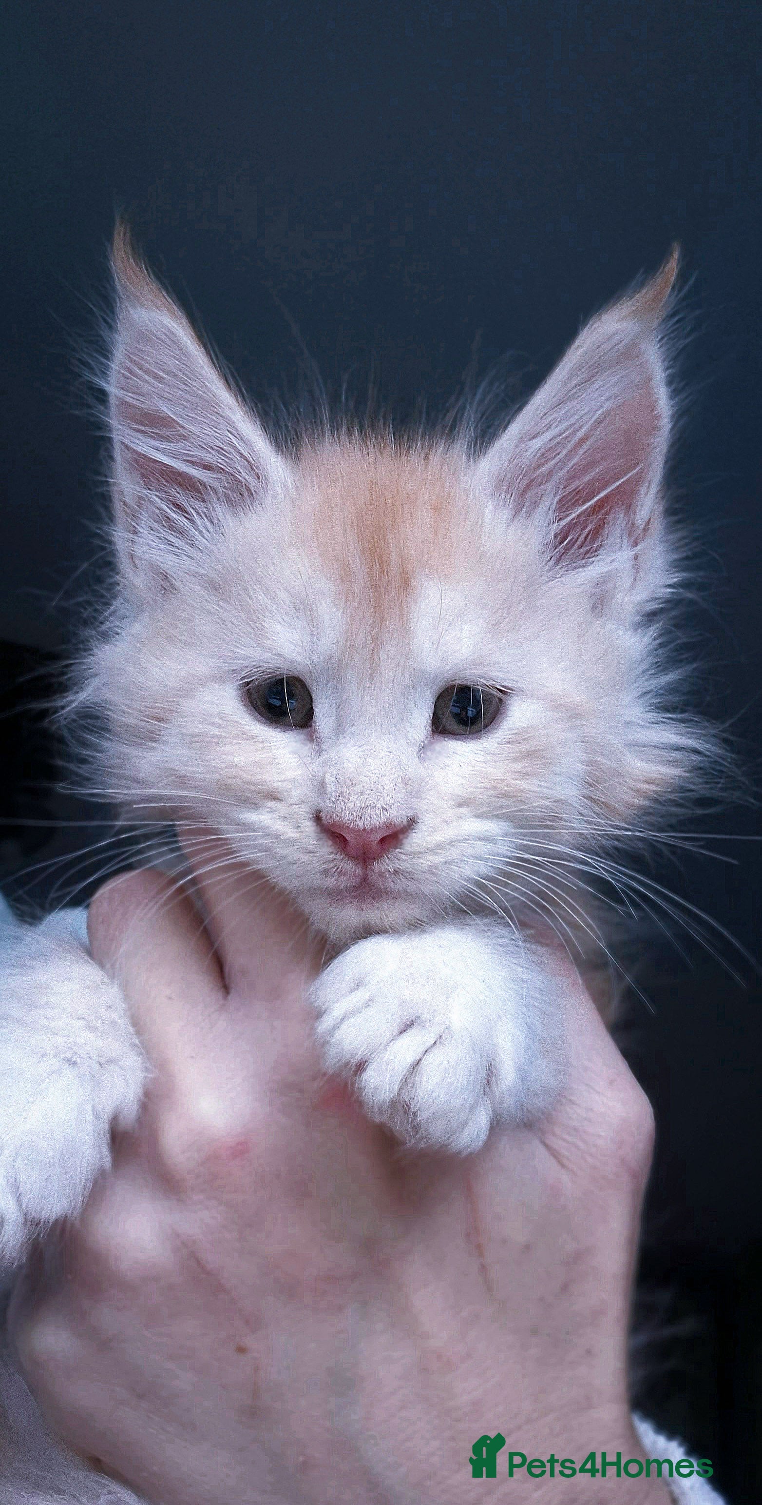 Maine Coon cats Maine Coon Kittens | TICA Parents | Health Tested - Advert 10