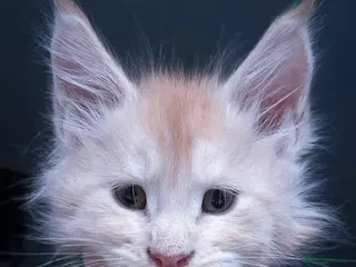 Maine Coon cats Maine Coon Kittens | TICA Parents | Health Tested - Advert 10