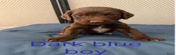 Sprocker dogs for sale: 6 beautiful F1 sprocker spaniels puppys in Wokingham - Advert 3