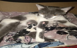 Mixed Breed cats for sale: No deposit, kittens free to good home  - Image 4