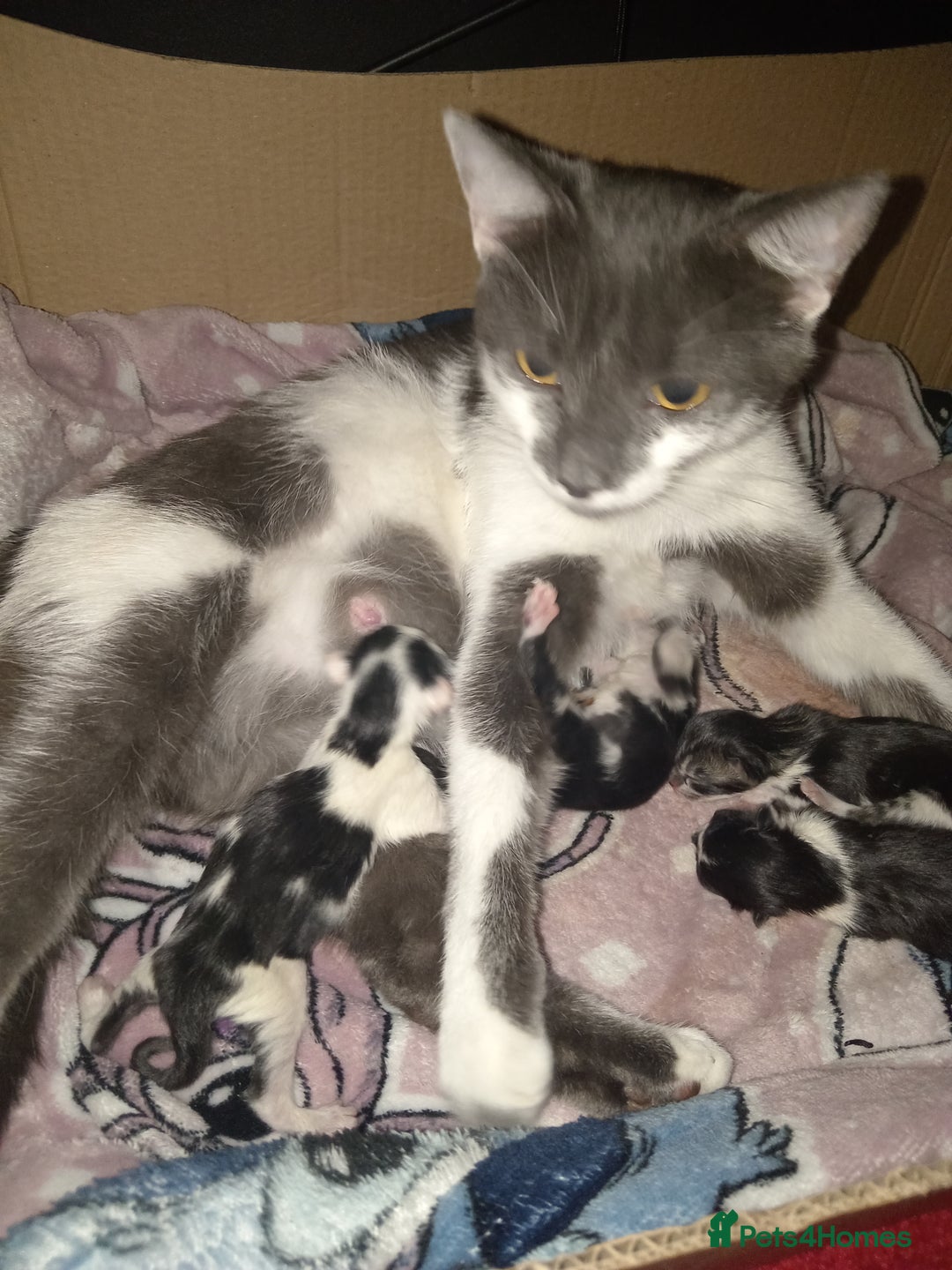 Mixed Breed cats for sale: No deposit, kittens free to good home  - Image 4