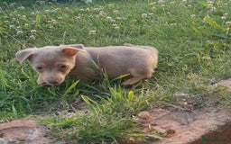 Jack Russell dogs for sale: Miniature jack Russell's READY NOW  - Image 6