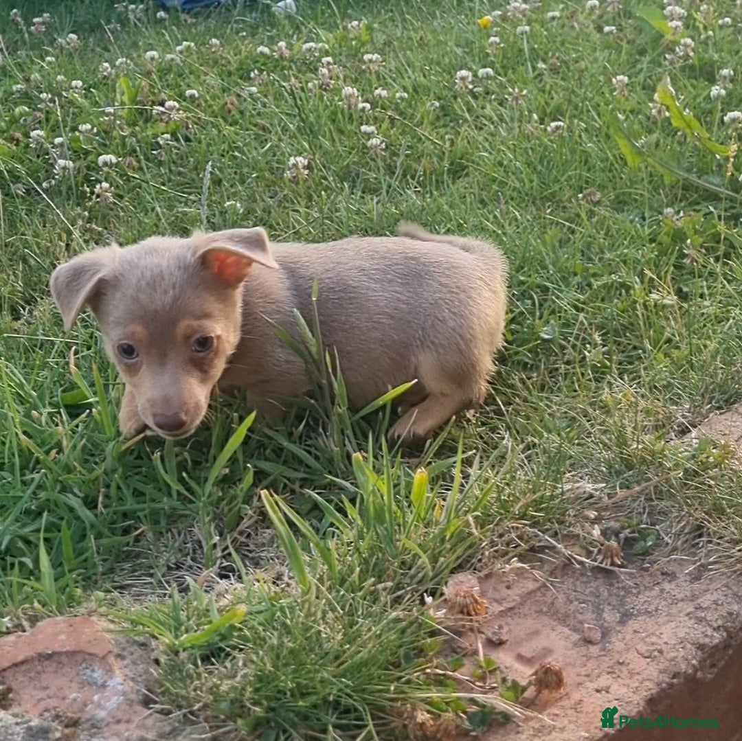 Jack Russell dogs for sale: Miniature jack Russell's READY NOW  - Image 6