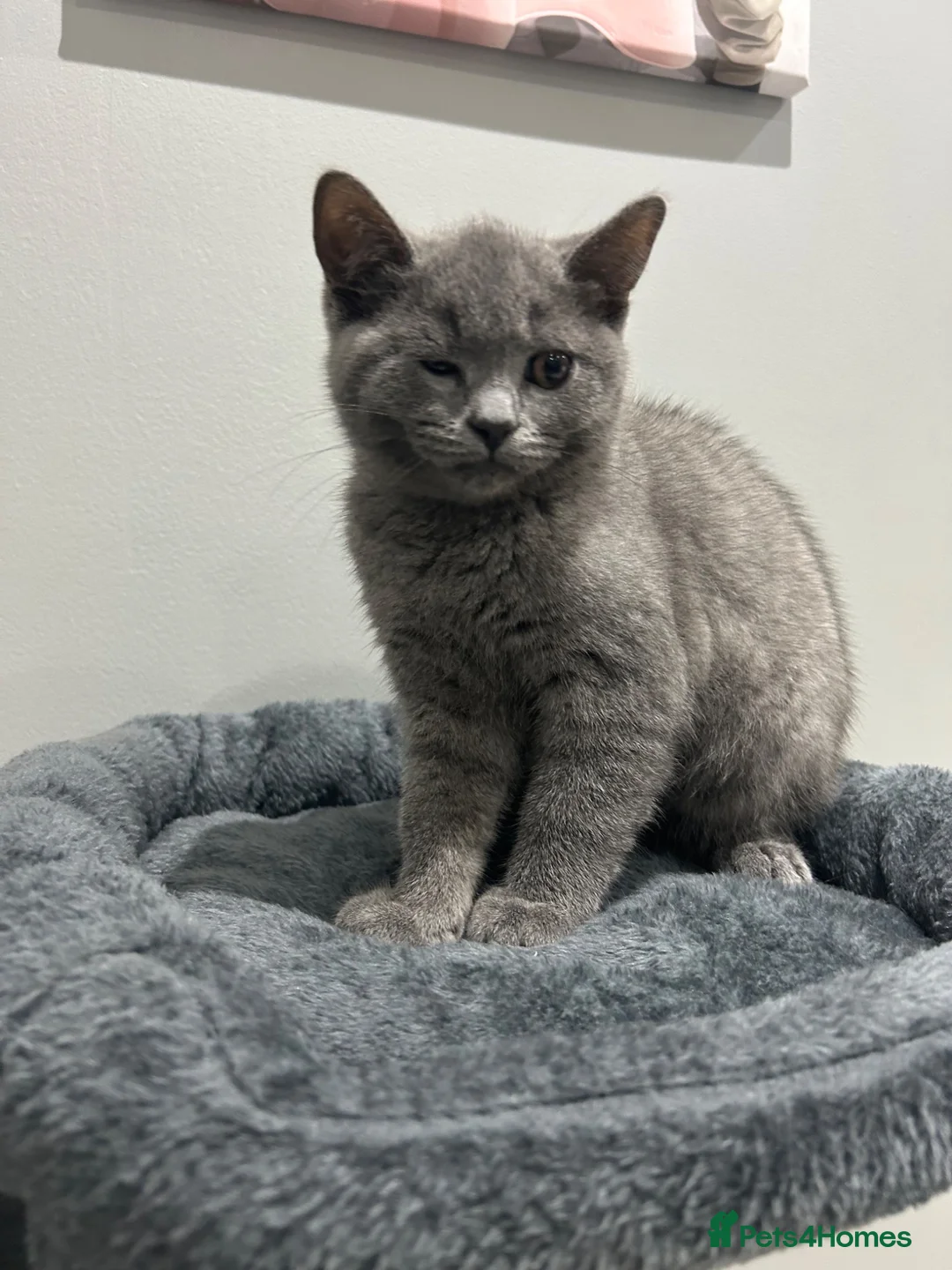 British Shorthair cats for sale: British short hair  in London - Advert 5