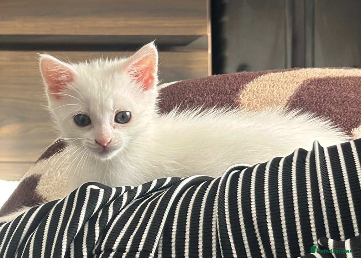 Domestic Shorthair cats Beautiful Kitten – ready to leave today - Advert 16