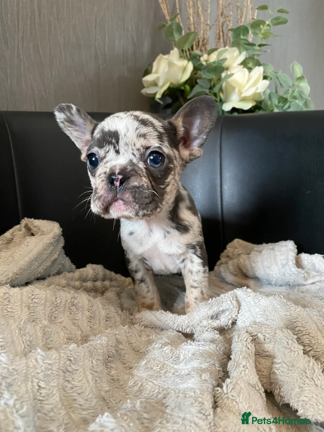 French Bulldog dogs for sale: 5 French bulldog puppies for sale  in Stockton-on-Tees - Advert 4