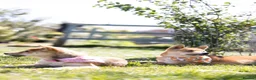 Japanese Shiba Inu dogs for sale: Confidence Comes With Time outstanding shiba 🇯🇵 - Advert 8