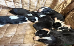 Border Collie dogs for sale: Pure bred, beautiful Border Collie puppies 🖤🤍🐾 - Image 10