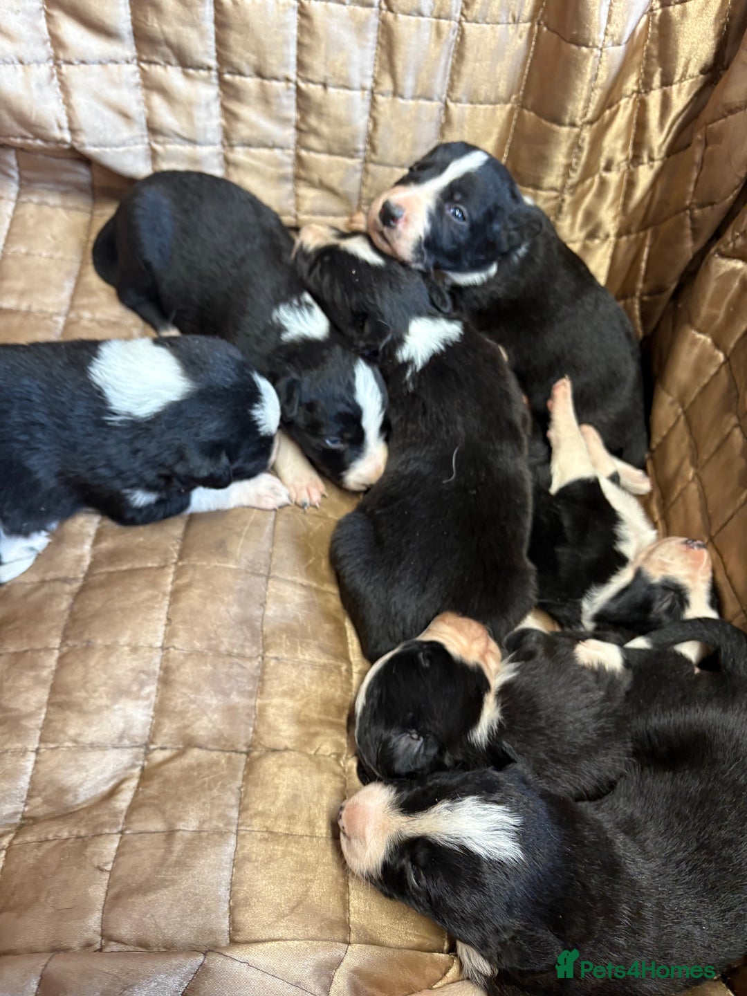 Border Collie dogs for sale: Pure bred, beautiful Border Collie puppies 🖤🤍🐾 - Image 10