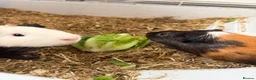 Guinea Pig rodents for sale: 2 male guinea pigs  in Barnsley - Advert 5