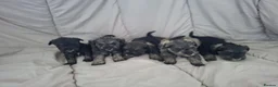 Miniature Schnauzer dogs for sale:  Cutest miniature schnauzer puppies  - Advert 2