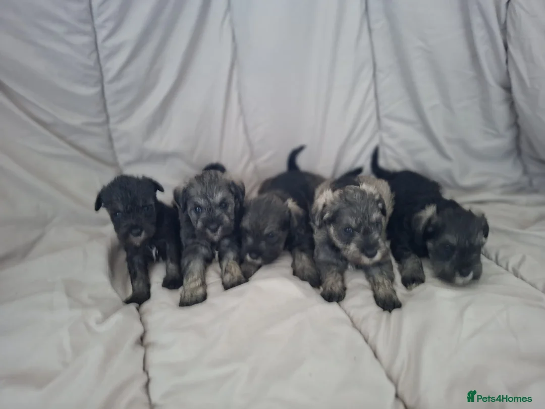 Miniature Schnauzer dogs for sale:  Cutest miniature schnauzer puppies  - Advert 2