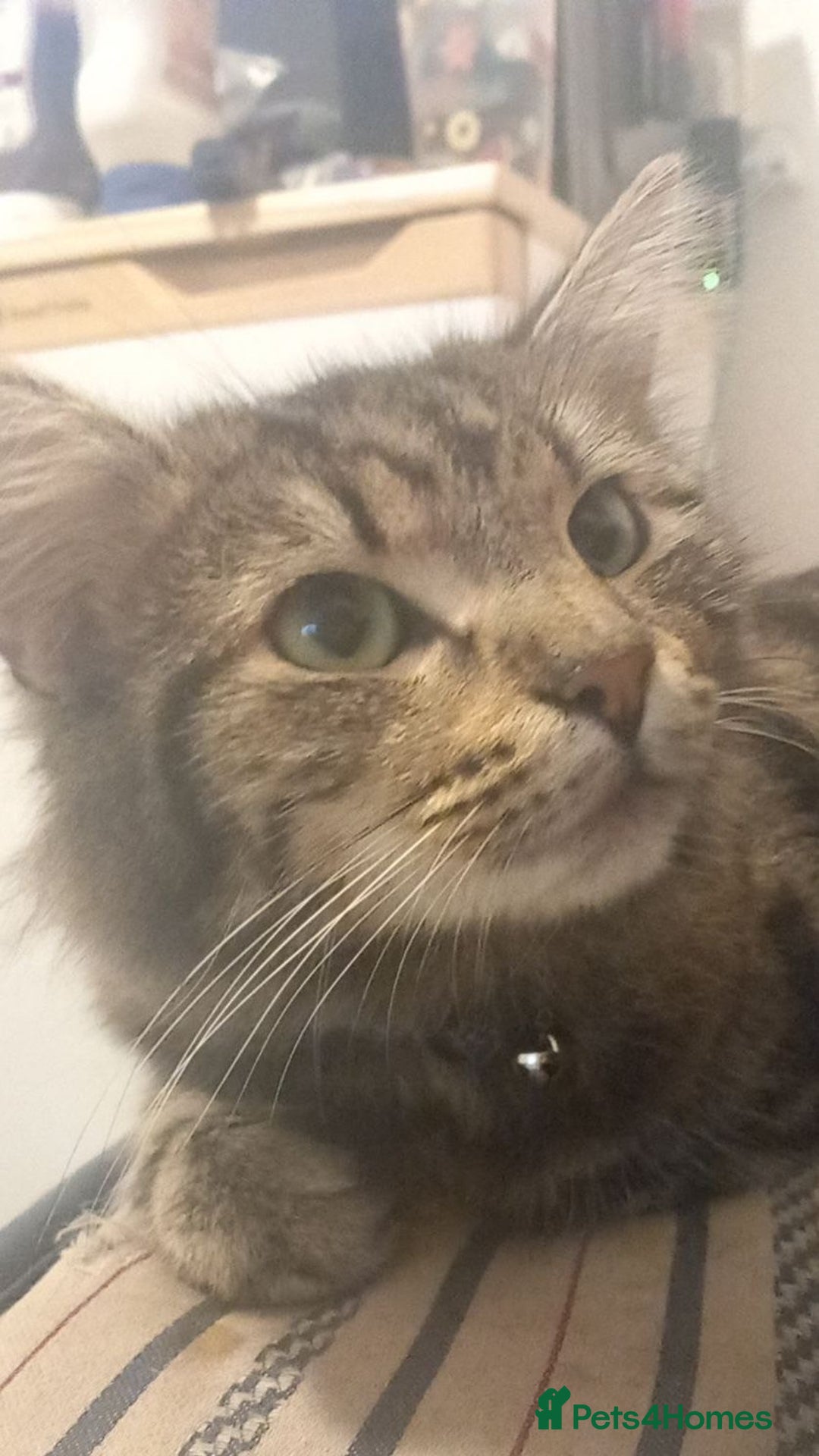 Mixed Breed cats for sale: Kiki/kiara  - Advert 3