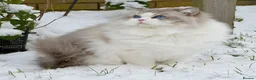 Ragdoll cats for stud: TICA Registered DNA Tested Large Ragdoll Stud  - Advert 3