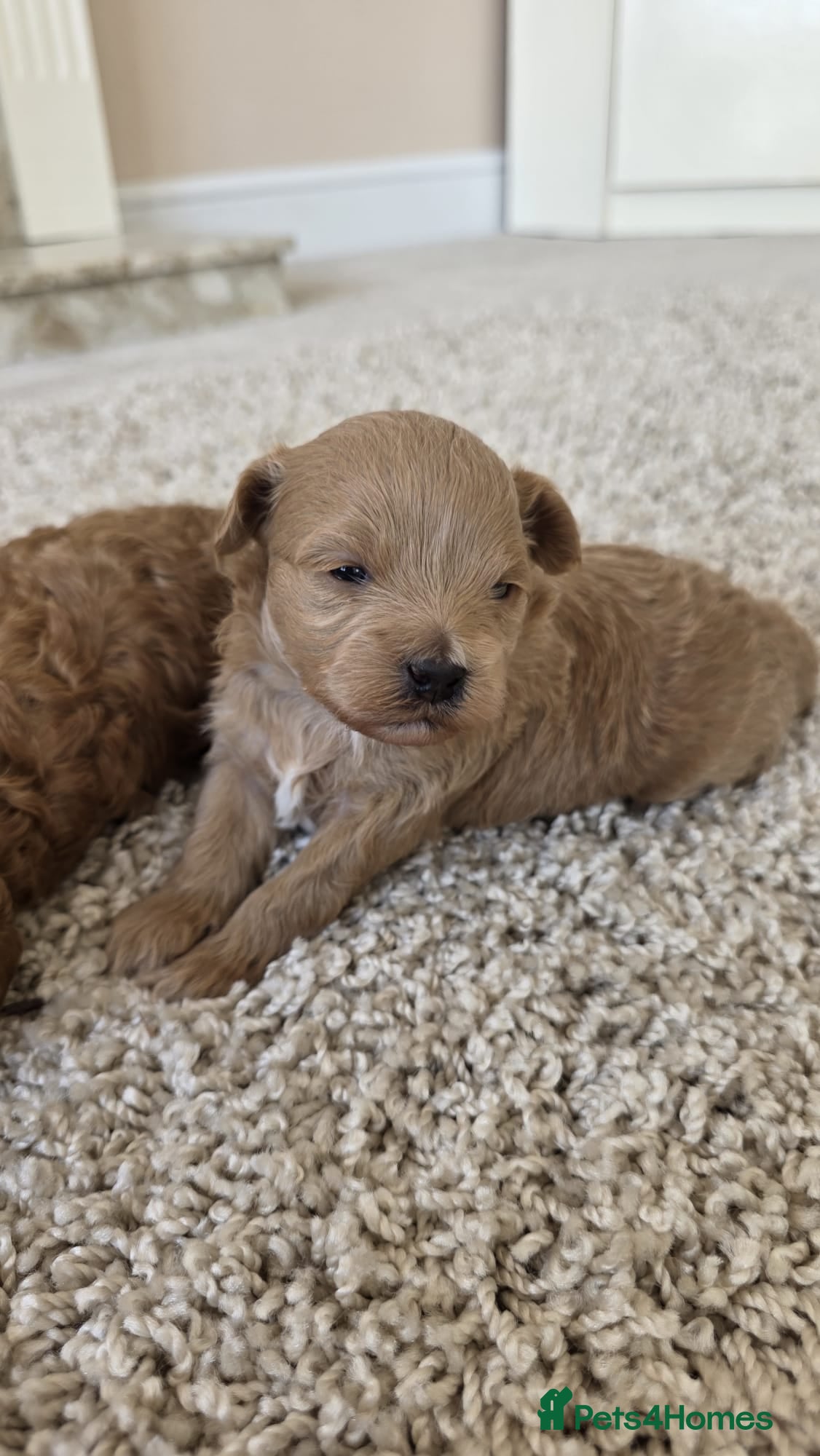 Maltipoo dogs  Adorable Tiny Toy Maltipoo puppies 🐶 - Advert 16