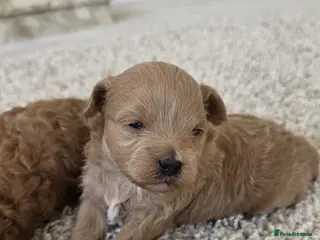 Maltipoo dogs Adorable Tiny Toy Maltipoo puppies 🐶 - Advert 16