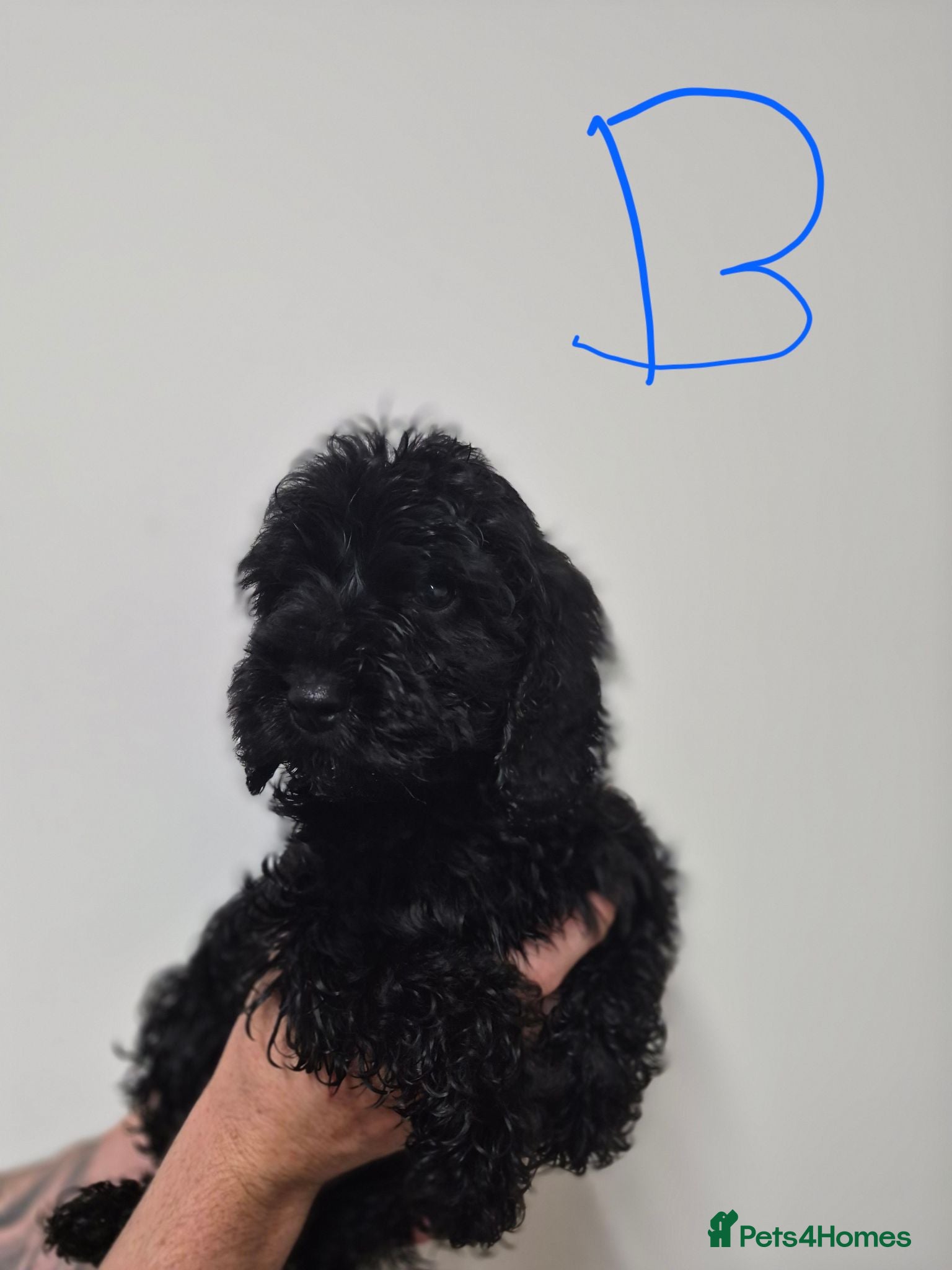 Cockapoo dogs Toy Cockapoos  - Advert 6