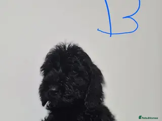 Cockapoo dogs Toy Cockapoos - Advert 6