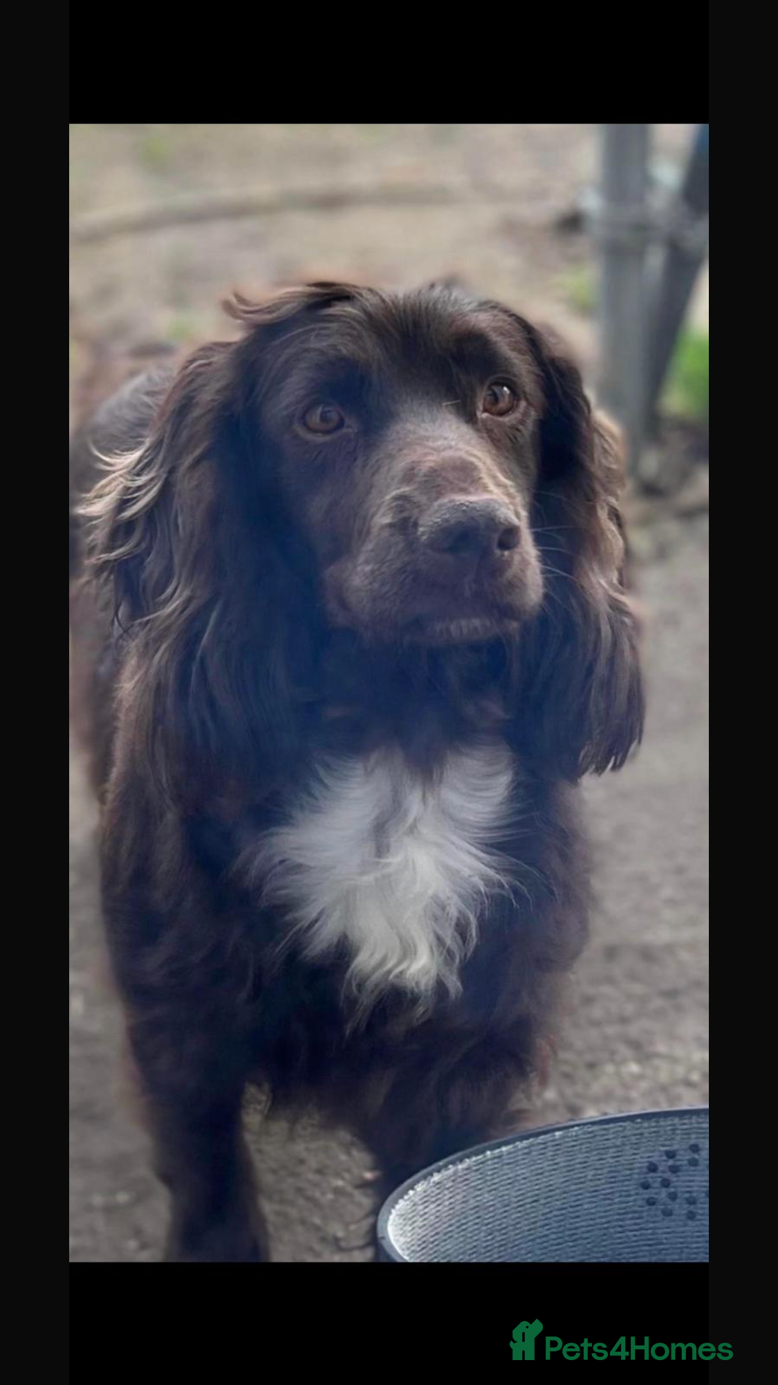 Cockapoo dogs F1 Cockapoo’s - Advert 1