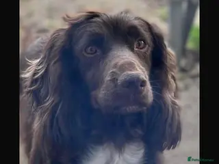 Cockapoo dogs F1 Cockapoo’s - Advert 1