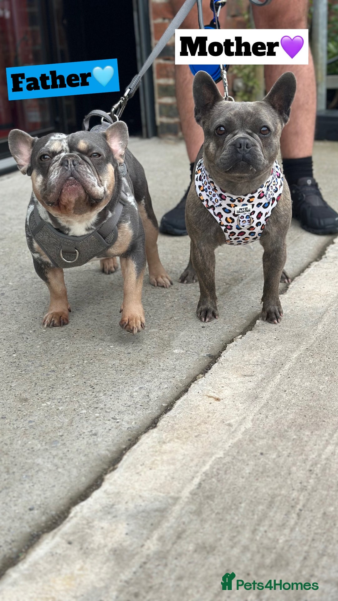 French Bulldog dogs for sale: French Bulldog - Pearl🔯 - Advert 2