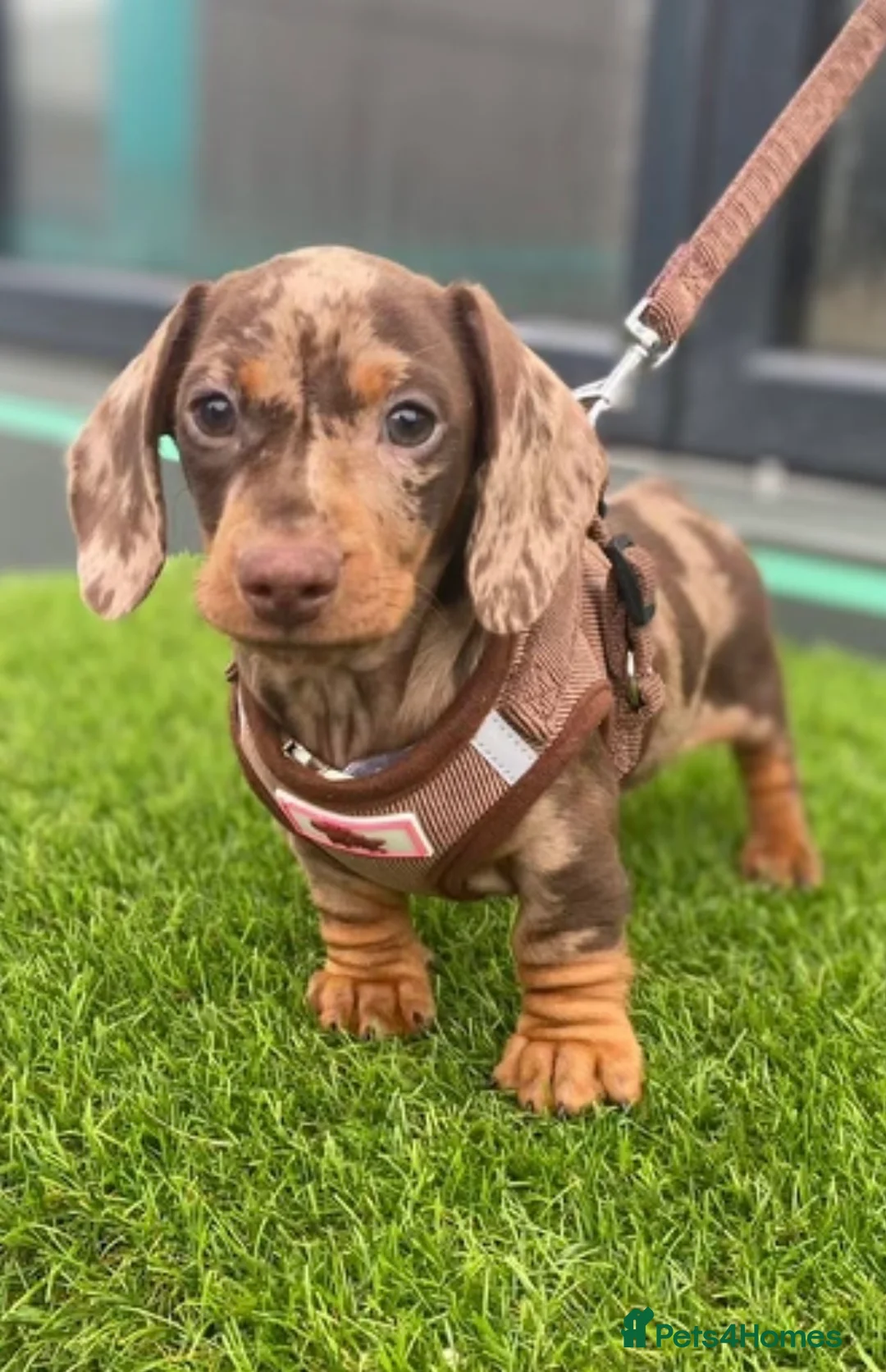 Miniature Dachshund dogs for stud: SHOW LINE CHAMP Bred Choc Dapple Mini Dachshund  in Manchester - Advert 12