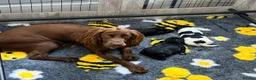 Cocker Spaniel dogs for sale: Kc Registered Cocker Spaniel Puppies - Advert 12