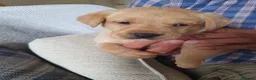 Labrador Retriever dogs for sale: Labrador puppies - Advert 20