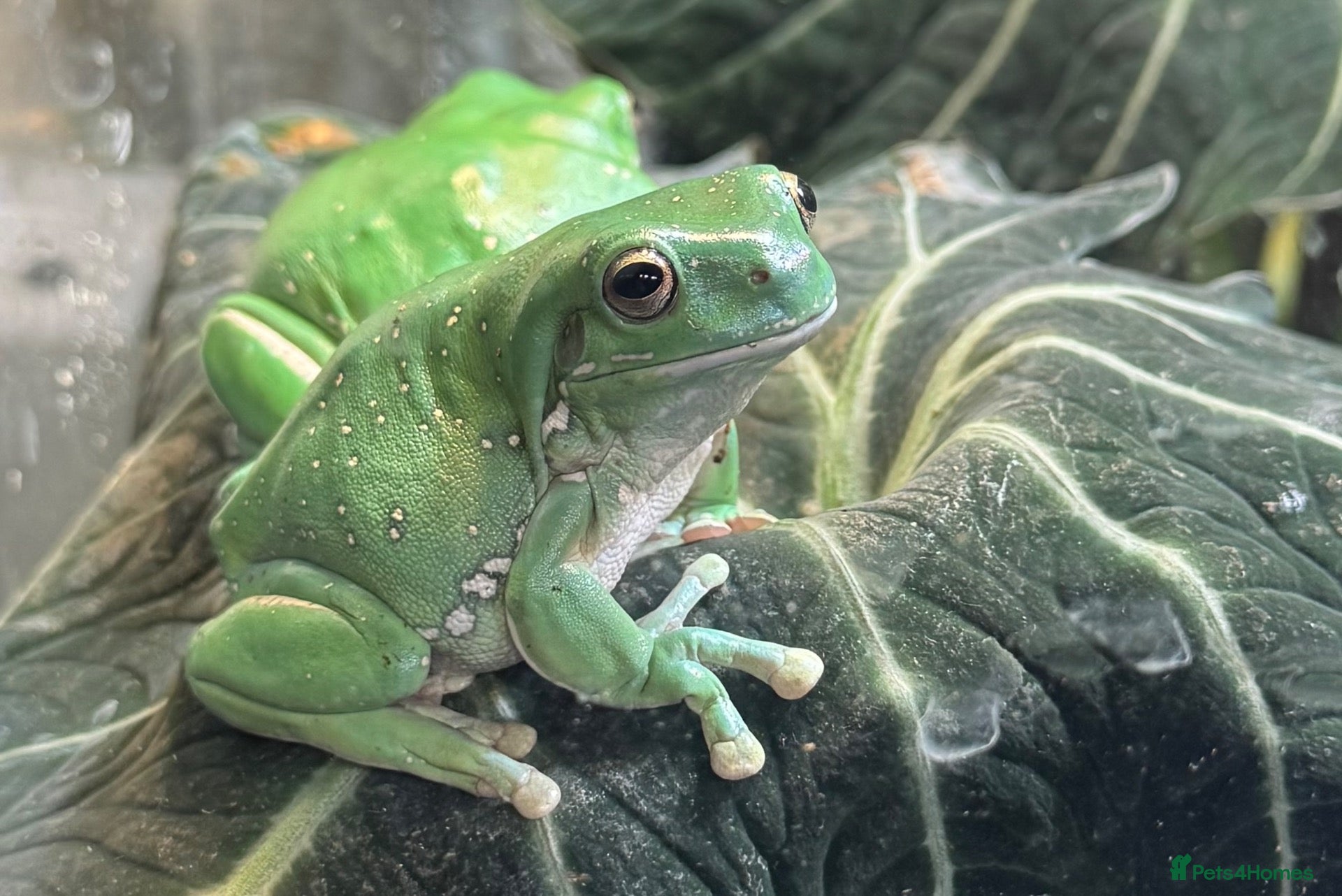 Frog reptiles for sale: Rehome 4 whites tree frogs FREE - Advert 1