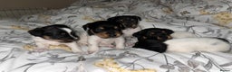 Jack Russell dogs for sale: Jack russel puppy’s  - Advert 4