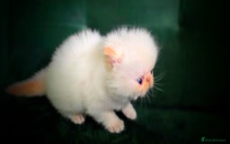 Persian cats for sale: Beautiful and Rare Purebred Persian Kittens - Image 20