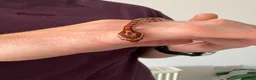 Corn Snake reptiles for sale: Het Palmetto Corn Snake in Sittingbourne - Advert 8