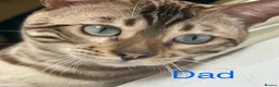 Bengal cats for sale: 4 gorgeous female Bengal kittens ready to reserve - Advert 26
