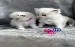 Ragdoll cats for sale: Beautiful Blue Tabby Ragdoll Fur Babies  - Image 19