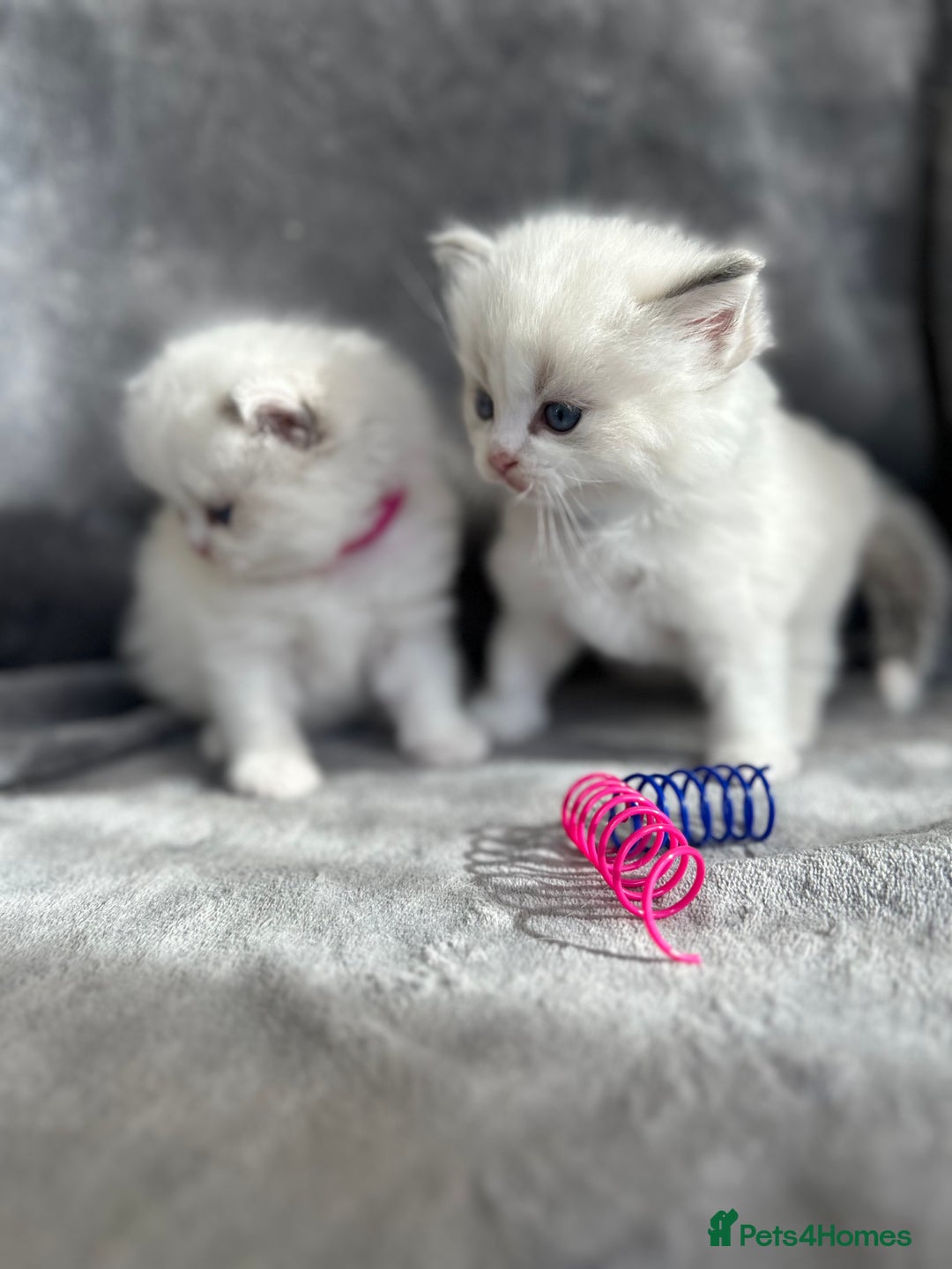 Ragdoll cats for sale: Beautiful Blue Tabby Ragdoll Fur Babies  - Image 19