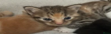 Domestic Shorthair 2