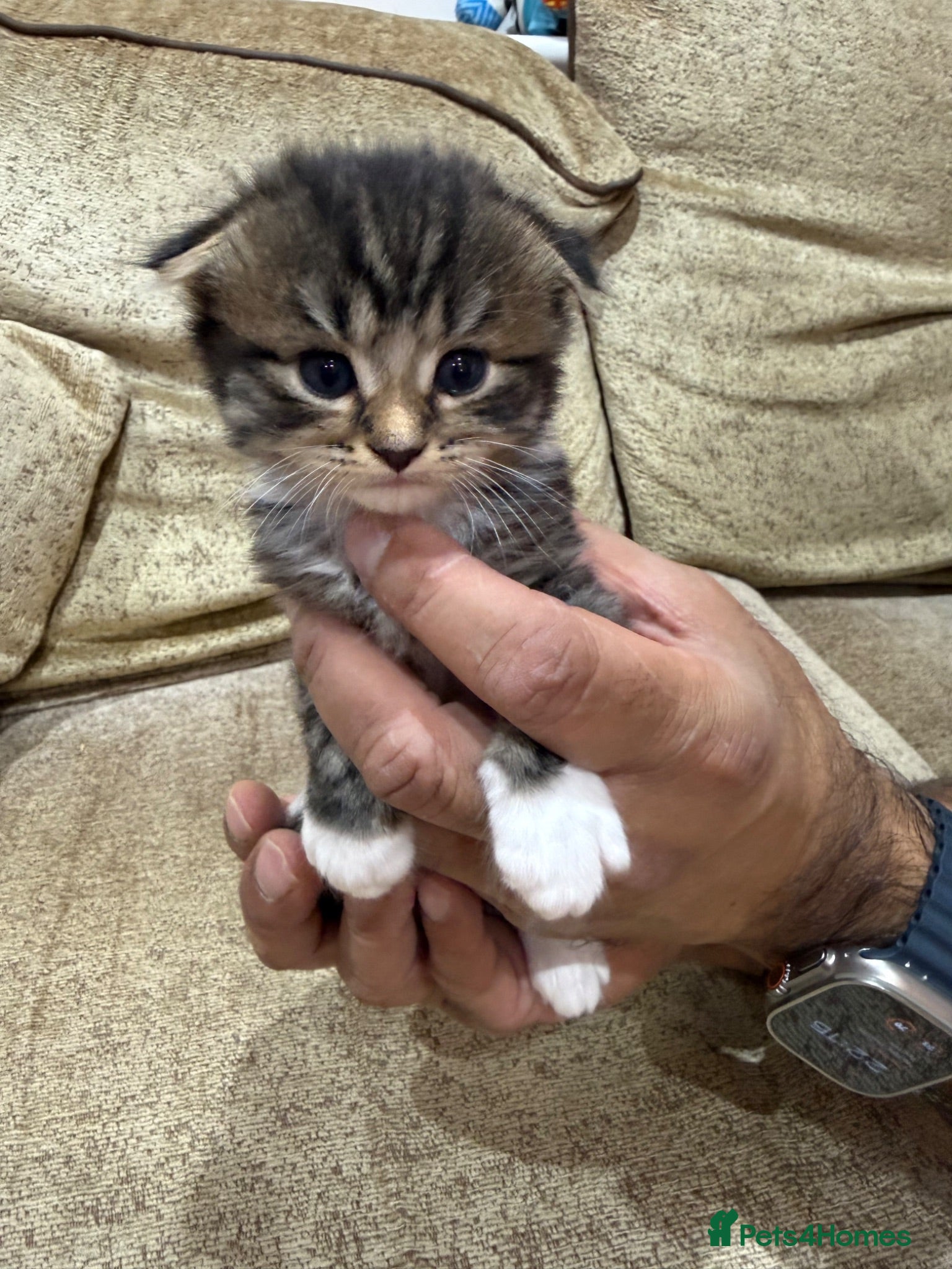 Scottish Fold cats 🐾 Scottish Fold Kittens | Reserve Now 🐾 - Advert 1