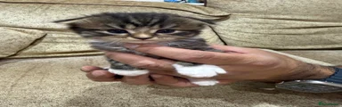 🩶 Kitten 1 – Female – Reserved 🏡