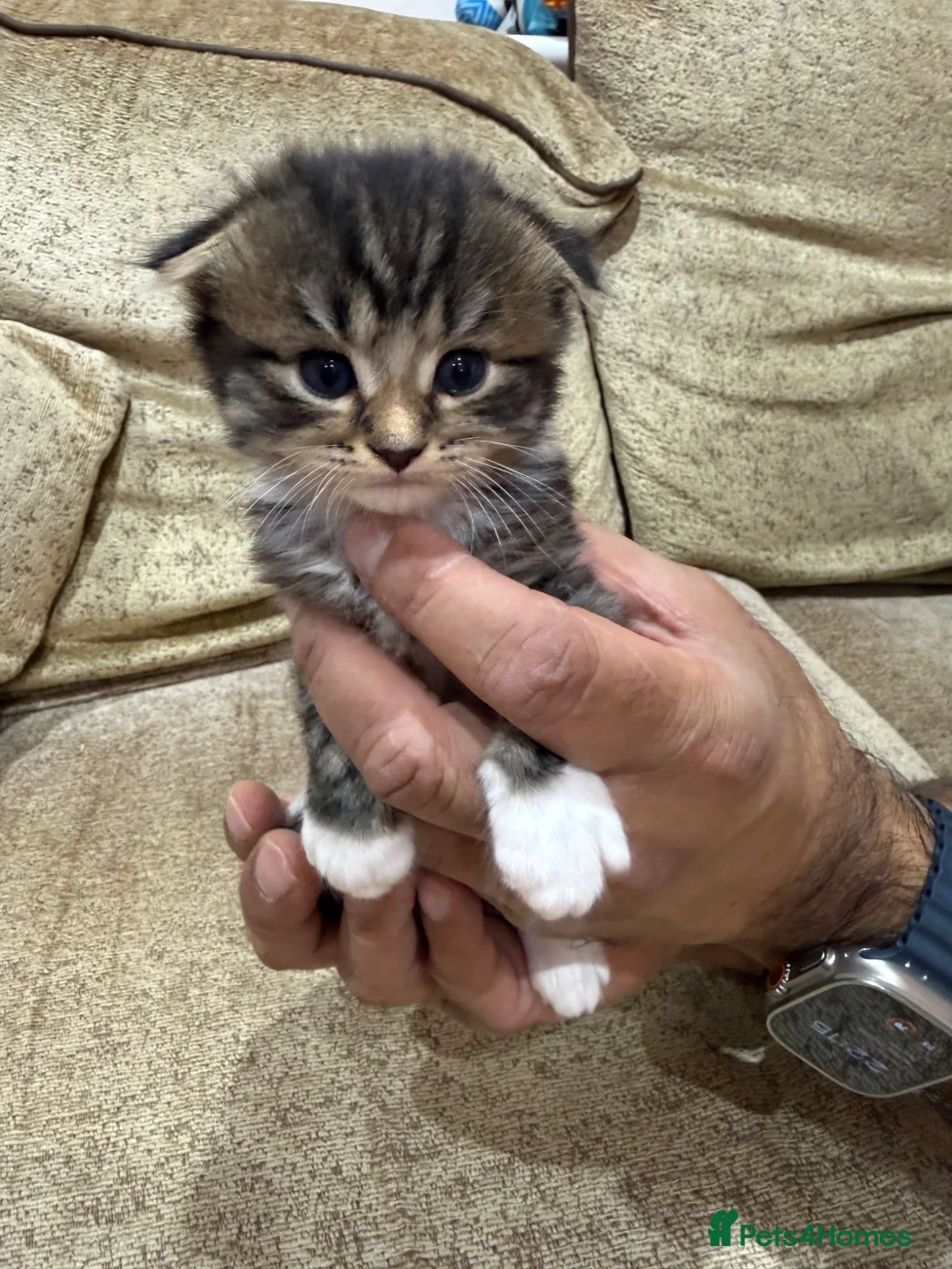 Scottish Fold cats for sale: 🐾 Scottish Fold Kittens | Reserve Now 🐾 in London - Advert 1