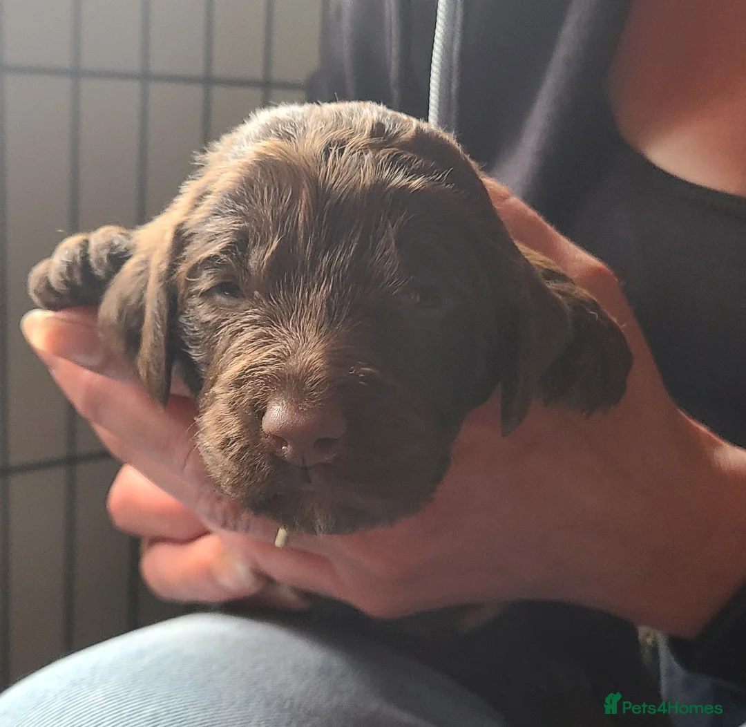 Sproodle dogs for sale: Gorgeous Chocolate F1 Sproodle Puppy *1 boy left* - Advert 16