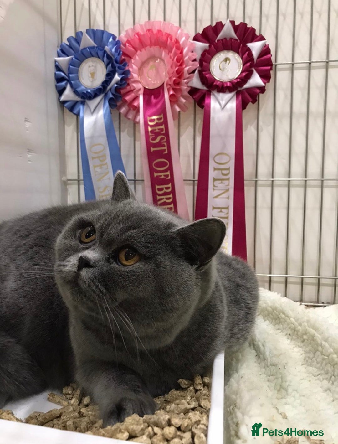 British Shorthair cats for stud: ⭐️ GCCF & TICA STUD  CARRYING CHOCOLATE ⭐️ in Derby - Advert 8